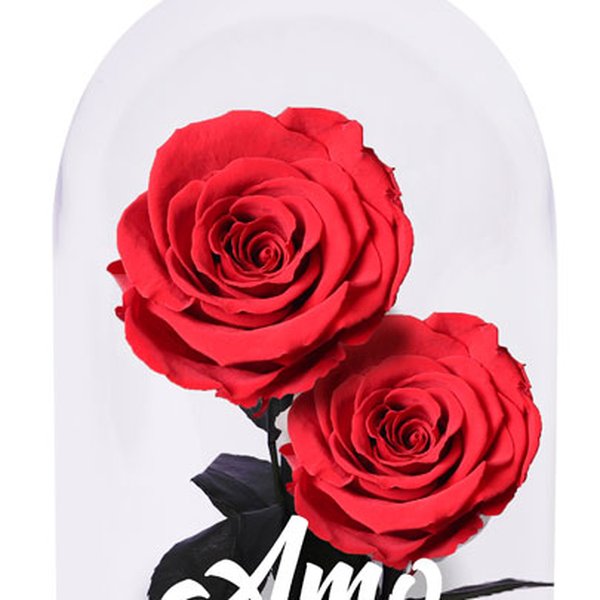 Dueto de Rosas Encantadas Amo Você
