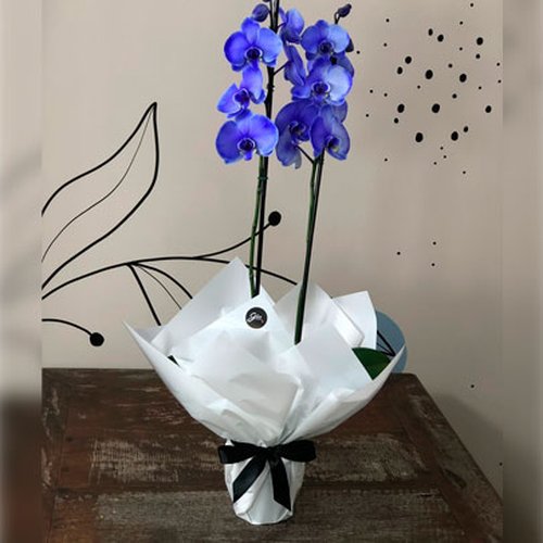Orquídea Phalaenopsis Lilás Presente