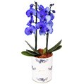 Orquídea Phalaenopsis Lilás no Box Azulejo