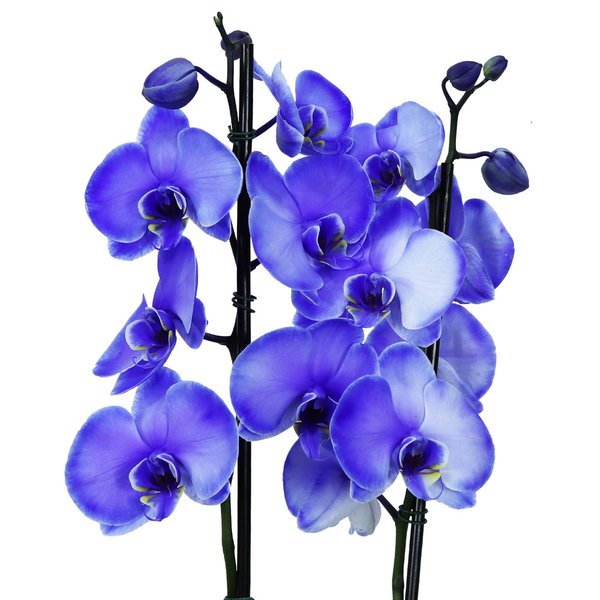 Orquídea Phalaenopsis Lilás no Box Azulejo