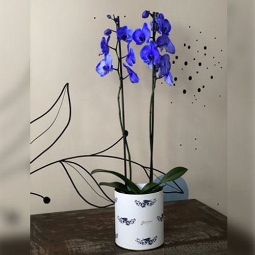 Orquídea Phalaenopsis Lilás no Box Azulejo