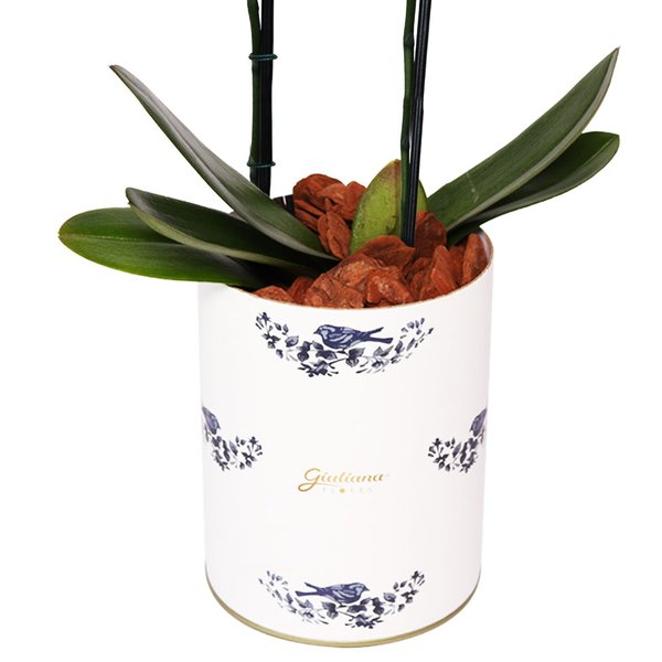 Orquídea Phalaenopsis Lilás no Box Azulejo