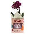 Orquídea Mini Rara Lilás Presente para Avós