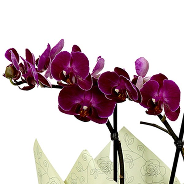 Orquídea Mini Rara Lilás Presente para Avós