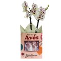 Orquídea Mini Rara Mesclada Presente para Avós