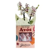 Orquídea Mini Rara Mesclada Presente para Avós