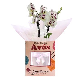 Imagem de Orquídea Mini Rara Mesclada Presente para Avós