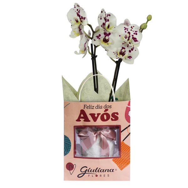 Orquídea Mini Rara Mesclada Presente para Avós