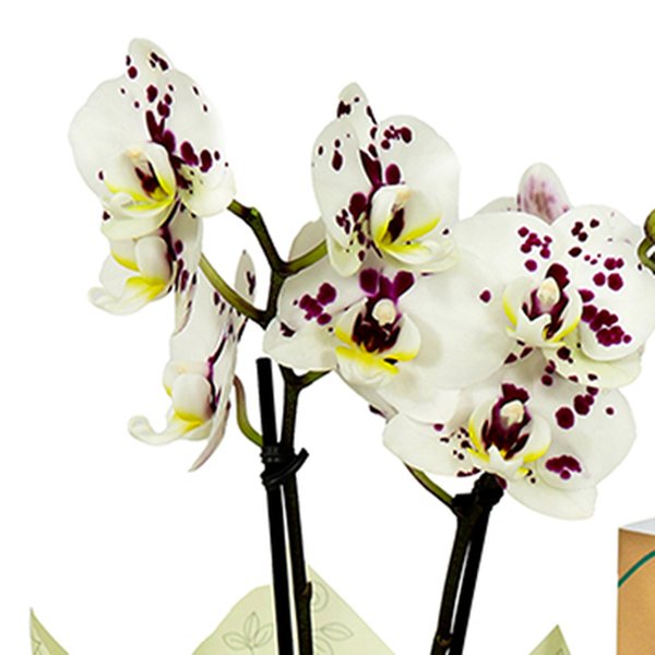 Orquídea Mini Rara Mesclada Presente para Avós