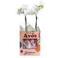 Orquídea Mini Rara Branca Presente para Avós