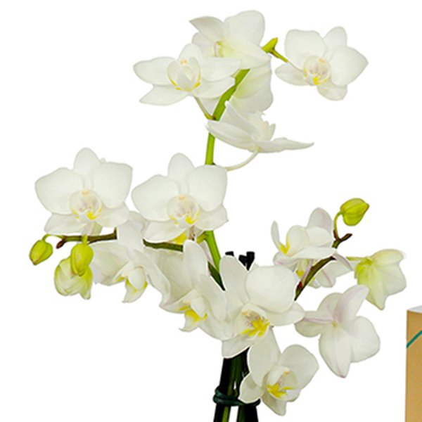 Orquídea Mini Rara Branca Presente para Avós