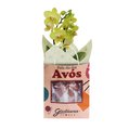 Orquídea Mini Rara Amarela Presente para Avós