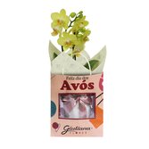 Orquídea Mini Rara Amarela Presente para Avós