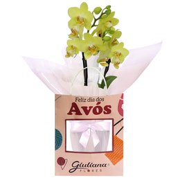 Imagem de Orquídea Mini Rara Amarela Presente para Avós