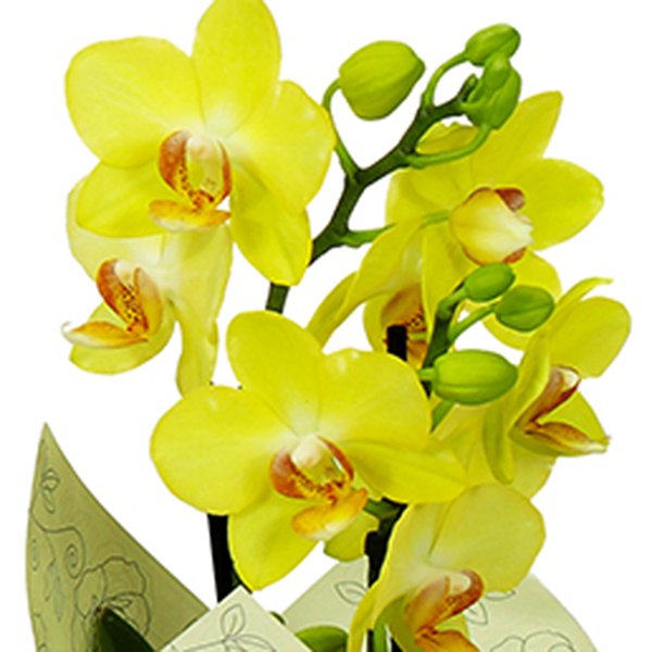 Orquídea Mini Rara Amarela Presente para Avós