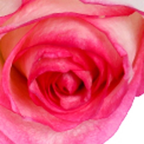 Buquê de 3 Rosas e Placa Barbie