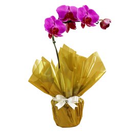 Imagem de Orquídea Phalaenopsis Pink Dourado