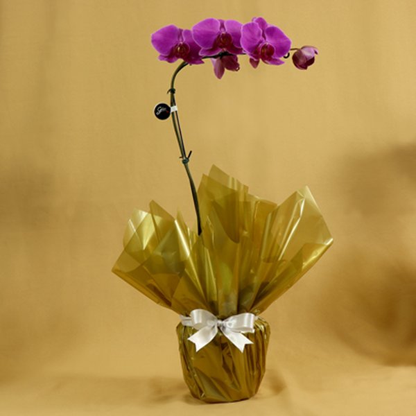 Orquídea Phalaenopsis Pink Dourado