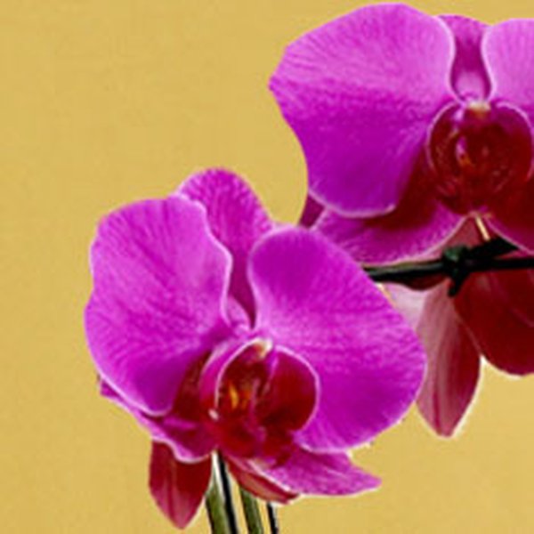 Orquídea Phalaenopsis Pink Dourado