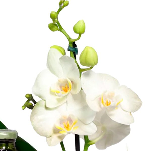 Cesta Exclusiva com Orquídea e Ferrero