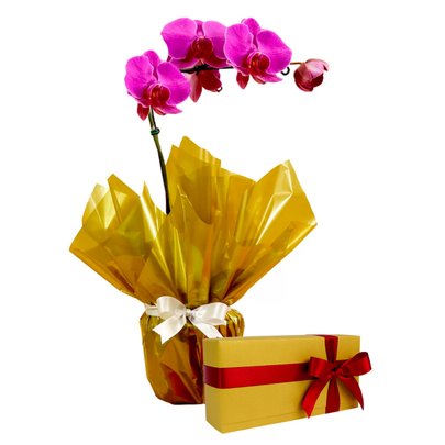 Orquídea Phalaenopsis Pink Presente com Chocolate