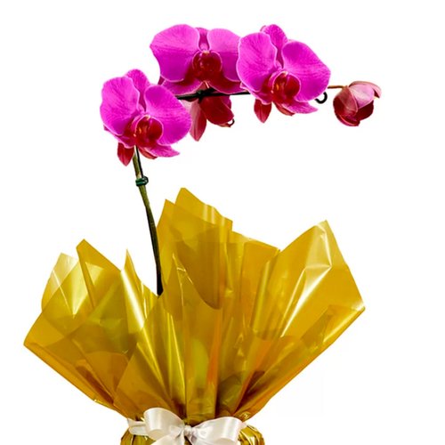 Orquídea Phalaenopsis Pink Presente com Chocolate