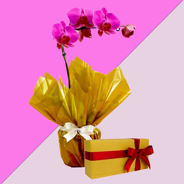 Orquídea Phalaenopsis Pink Presente com Chocolate
