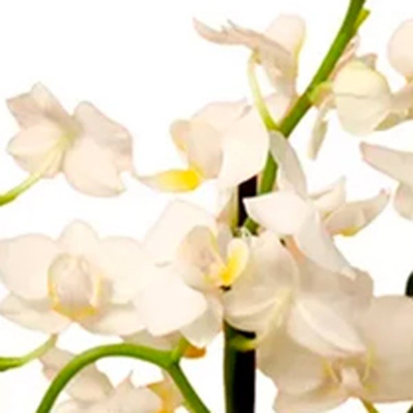 Cesta com Bíblia e Orquídea Mimo Nobre