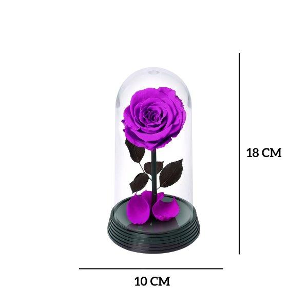 A Bela Rosa Encantada Púrpura