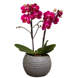 Imagem de Formidável Orquídea Mini Rara Lilás