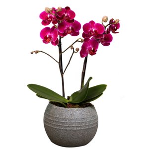 Imagem de Formidável Orquídea Mini Rara Lilás