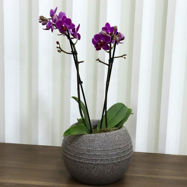 Formidável Orquídea Mini Rara Lilás