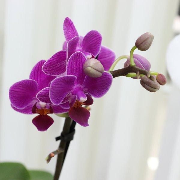 Formidável Orquídea Mini Rara Lilás