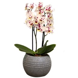 Imagem de Formidável Orquídea Mini Rara Mesclada