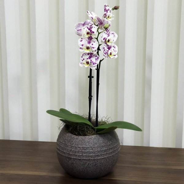 Formidável Orquídea Mini Rara Mesclada