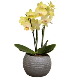 Imagem de Formidável Orquídea Mini Rara Amarela