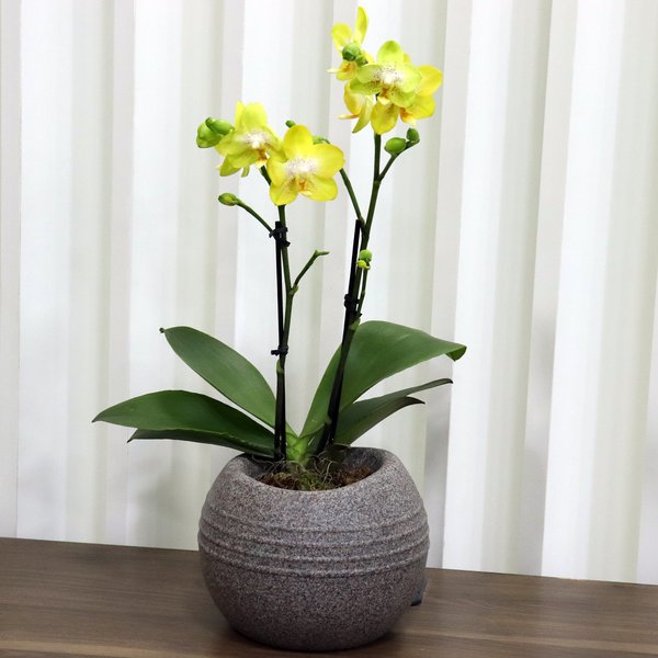 Formidável Orquídea Mini Rara Amarela