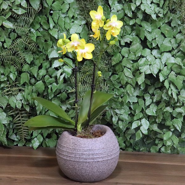 Formidável Orquídea Mini Rara Amarela
