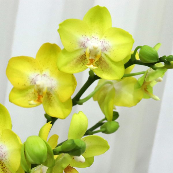 Formidável Orquídea Mini Rara Amarela