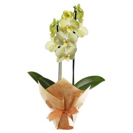 Imagem de Orquídea Phalaenopsis Amarela para Presente