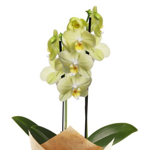 Orquídea Phalaenopsis Amarela para Presente