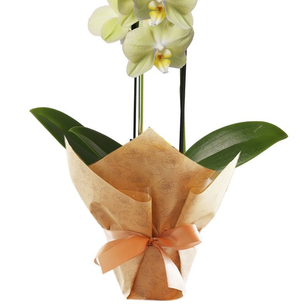 Orquídea Phalaenopsis Amarela para Presente
