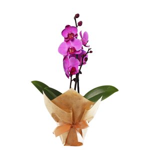 Imagem de Orquídea Phalaenopsis Pink para Presente