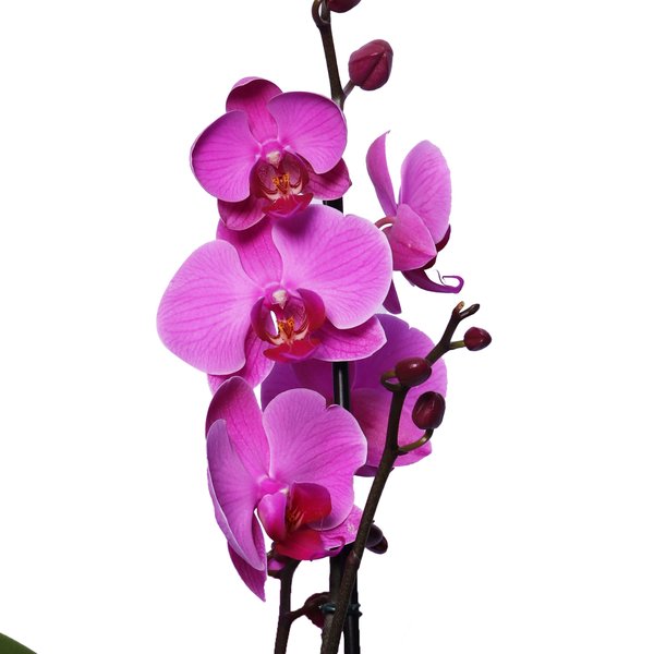 Orquídea Phalaenopsis Pink para Presente