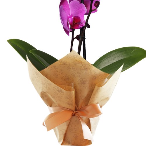 Orquídea Phalaenopsis Pink para Presente