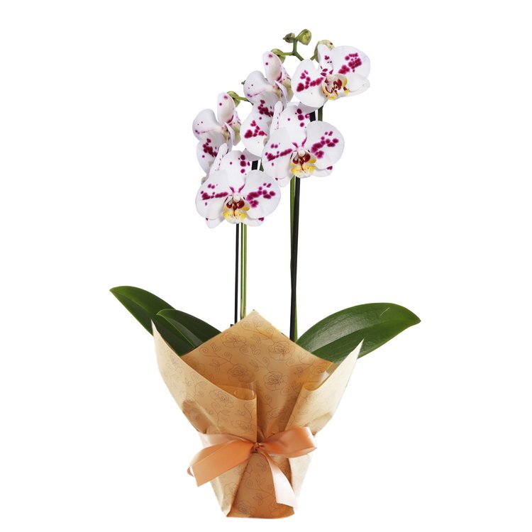 Orquídea Phalaenopsis Branca Mesclada para Presente