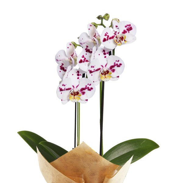 Orquídea Phalaenopsis Branca Mesclada para Presente