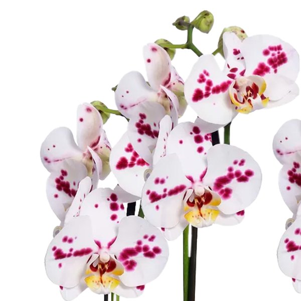 Orquídea Phalaenopsis Branca Mesclada para Presente