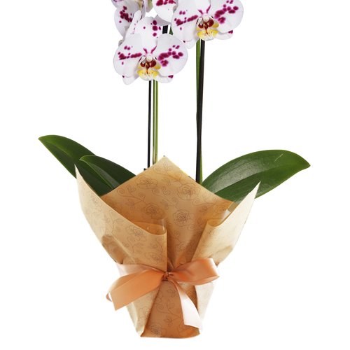 Orquídea Phalaenopsis Branca Mesclada para Presente