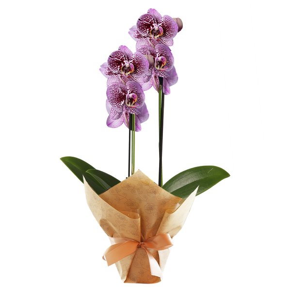 Orquídea Phalaenopsis Pink Listrada para Presente